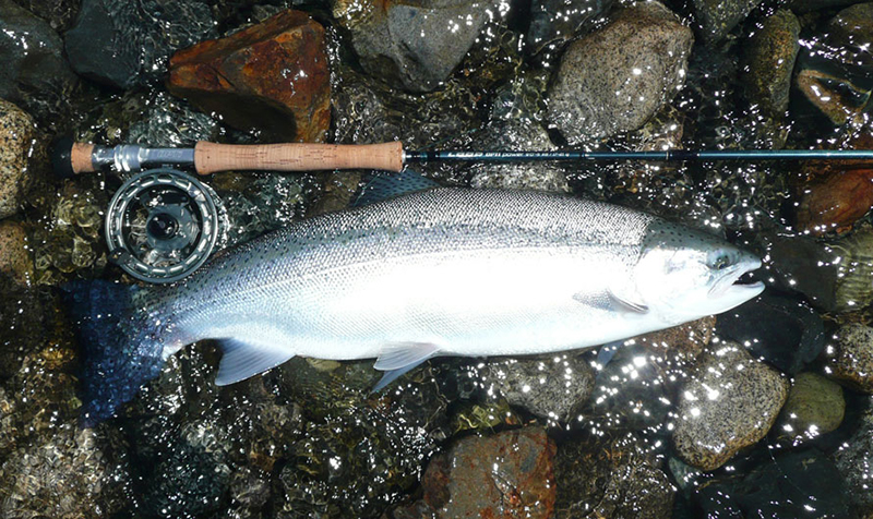 Coho Salmon