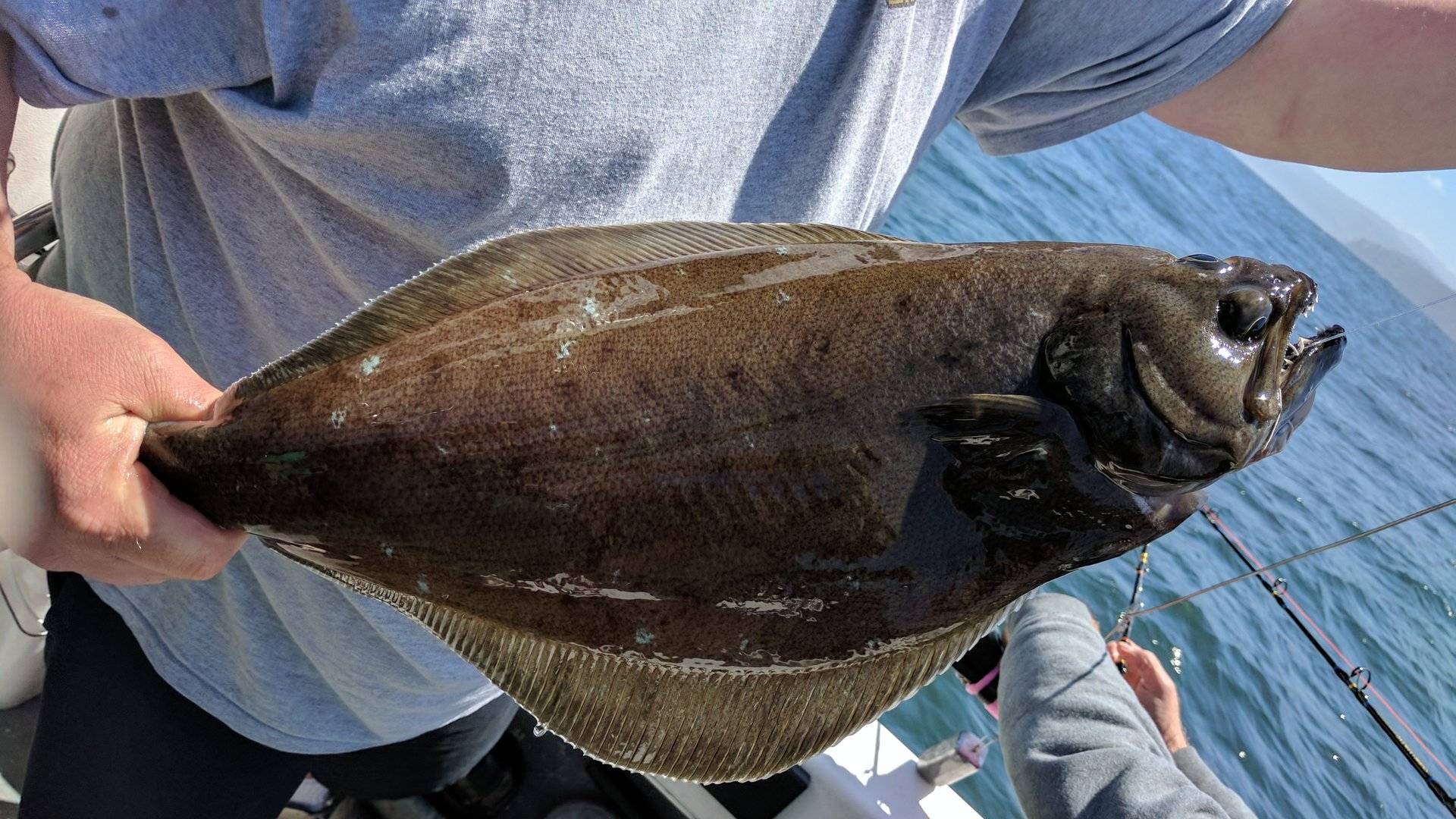 Arrowtooth Flounder