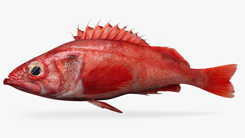 Pacific Ocean Perch