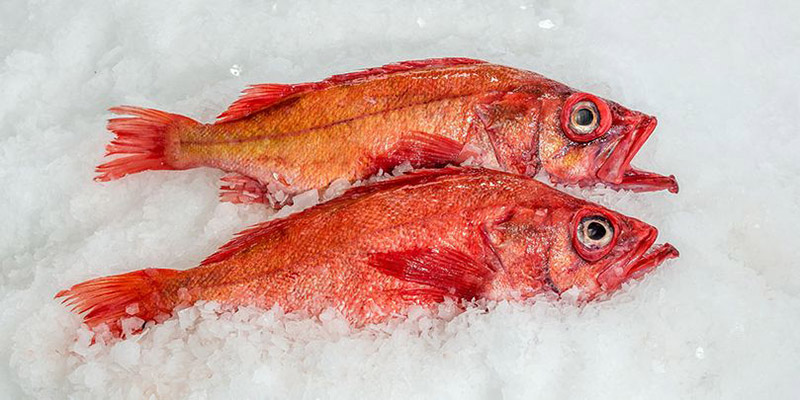 Thornyhead Rockfish