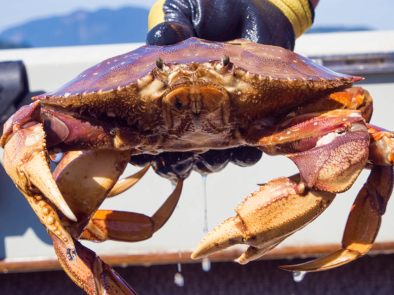 Dungeness Crab