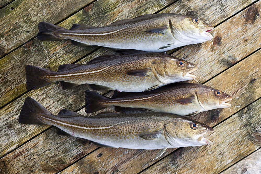 Atlantic Cod