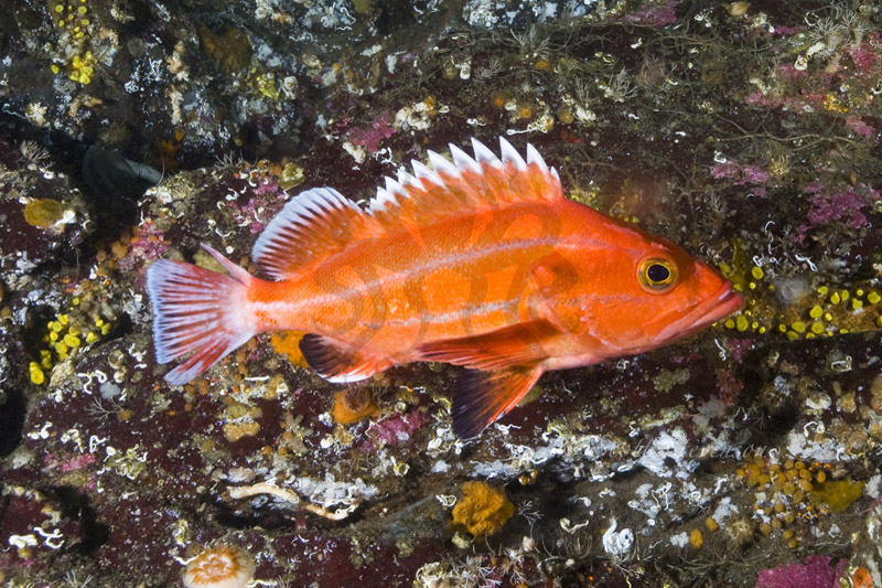 Northern Rockfish