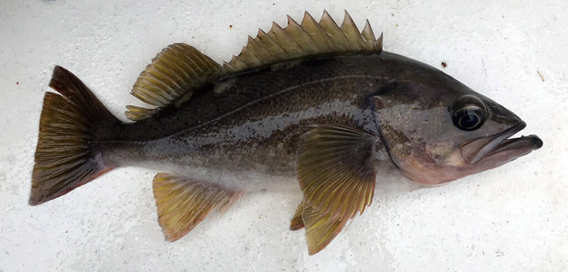 Yellowtail Rockfish